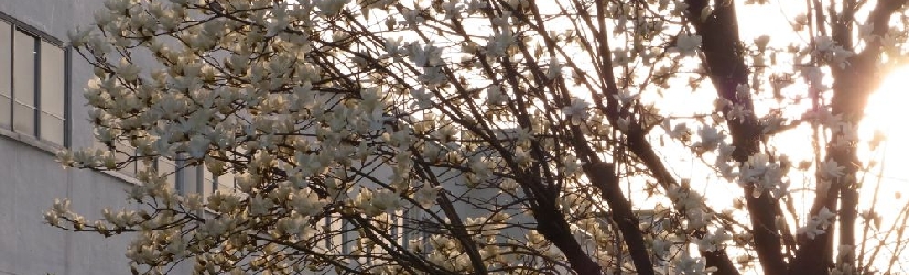 Looking out for the first signs of cherry blossoms